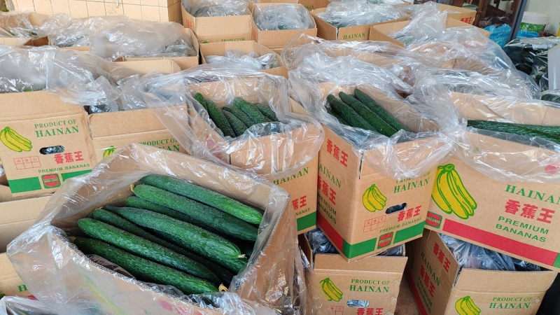 贵州精品密刺黄瓜，量大从优、质量保证，全国供应。