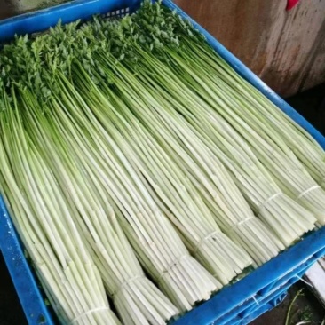 水芹菜自家种植，大量现货现定现摘，