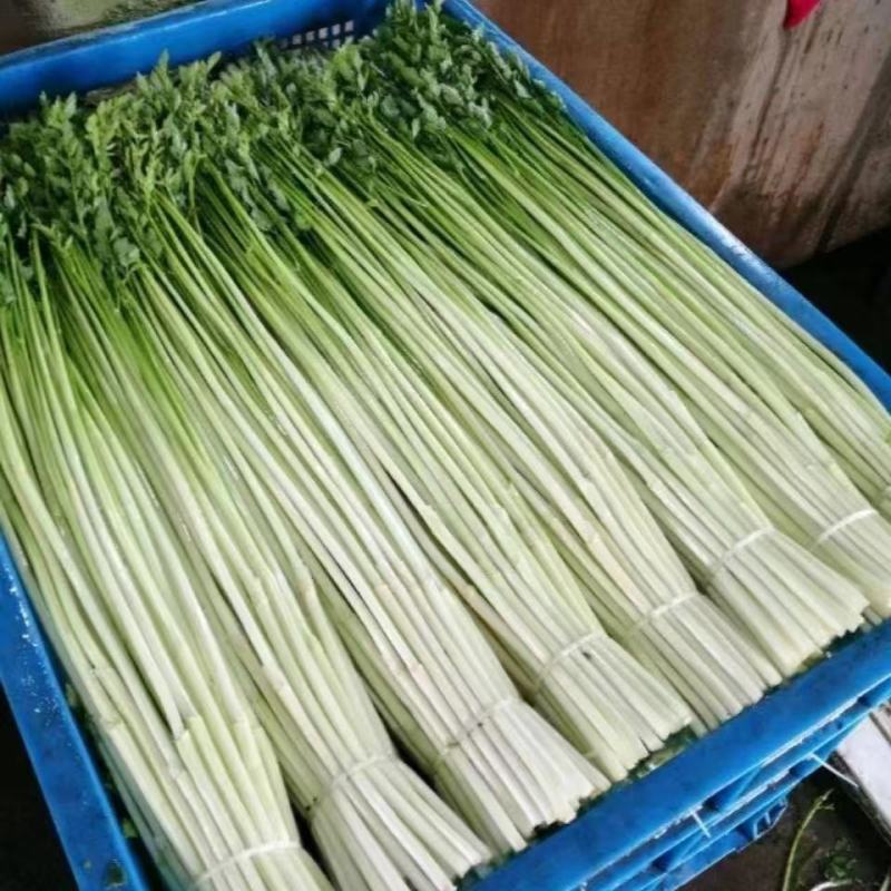 水芹菜自家种植，大量现货现定现摘，