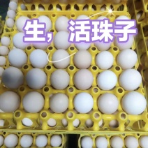 活珠子钢化蛋，13天土鸡蛋活珠子，孵化厂直供，生活珠子！