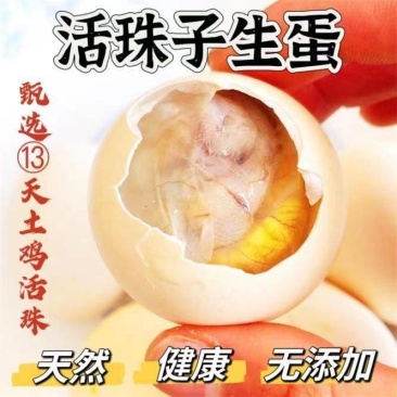 活珠子生蛋，自己孵化场13天的土鸡蛋孵化，对接全国批发商