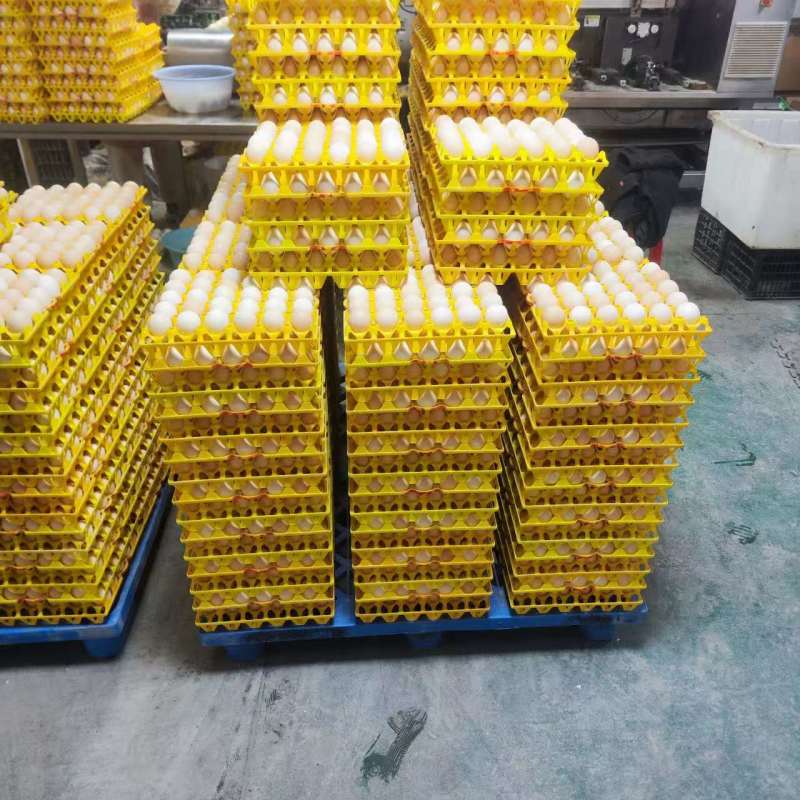 活珠子生蛋，自己孵化场13天的土鸡蛋孵化，对接全国批发商