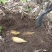 新鲜黄泥冬笋一件代发，高山楠竹笋新鲜现挖发货【去根】