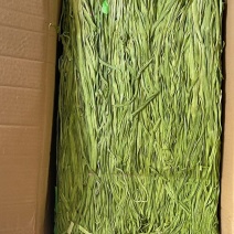 云南楚雄精品贡菜/全年供货/欢迎来电咨询