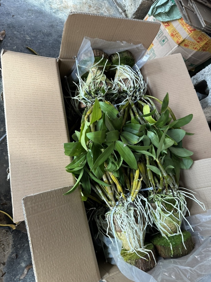 球花石斛