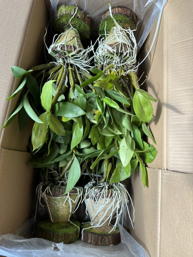 球花石斛