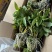 球花石斛