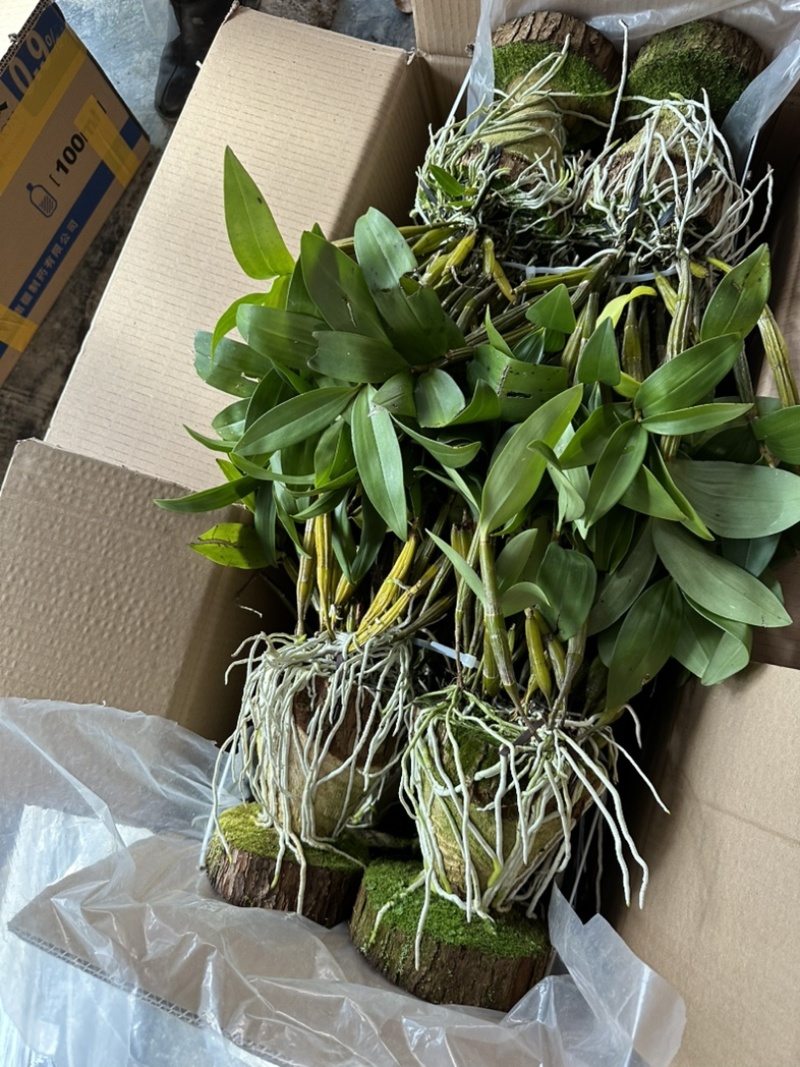 球花石斛