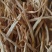 【推荐】新品黄花菜干货一级无硫白直一手货源欢迎咨询