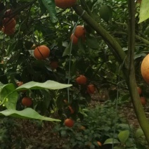 沃柑