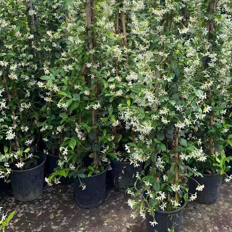 风车茉莉，盆栽阳台花园爬藤植物四季开花长藤花卉绿植净化