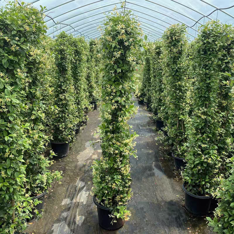 风车茉莉，盆栽阳台花园爬藤植物四季开花长藤花卉绿植净化