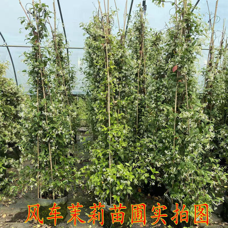 风车茉莉，盆栽阳台花园爬藤植物四季开花长藤花卉绿植净化