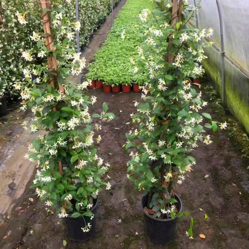风车茉莉大苗庭院爬藤遮阳花架植物四季常青开花浓香耐寒