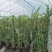 风车茉莉大苗庭院爬藤遮阳花架植物四季常青开花浓香耐寒