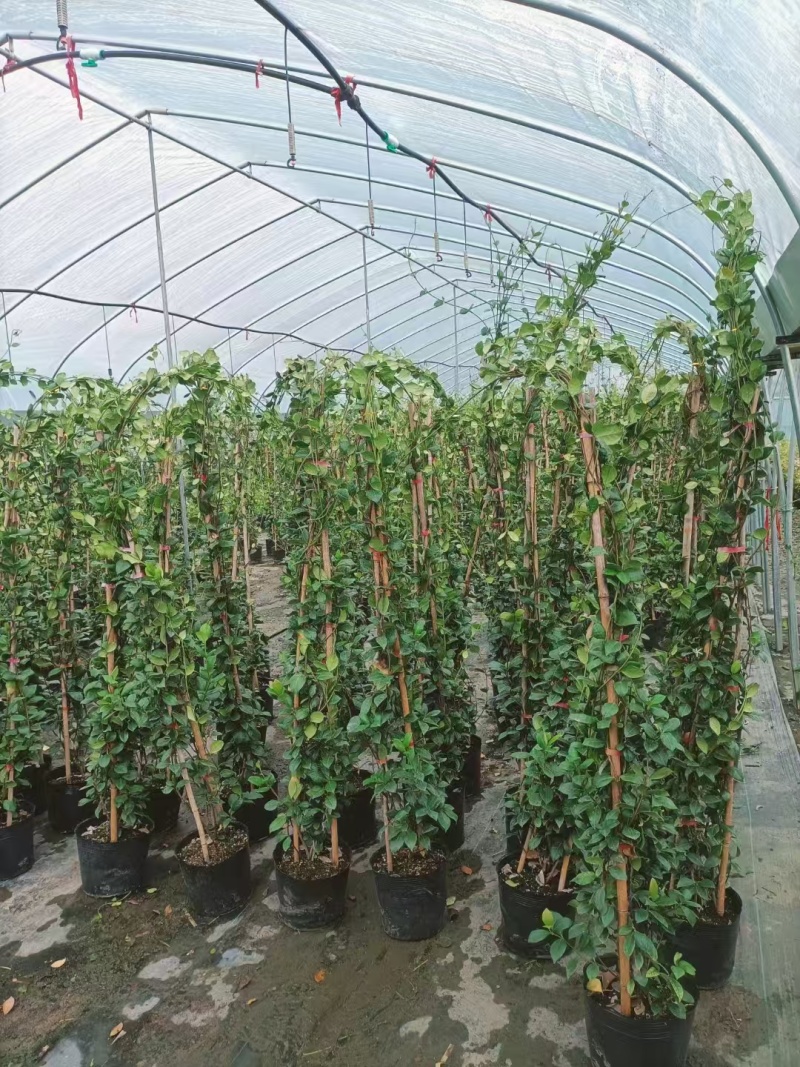 风车茉莉大苗庭院爬藤遮阳花架植物四季常青开花浓香耐寒