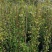 风车茉莉大苗庭院爬藤遮阳花架植物四季常青开花浓香耐寒