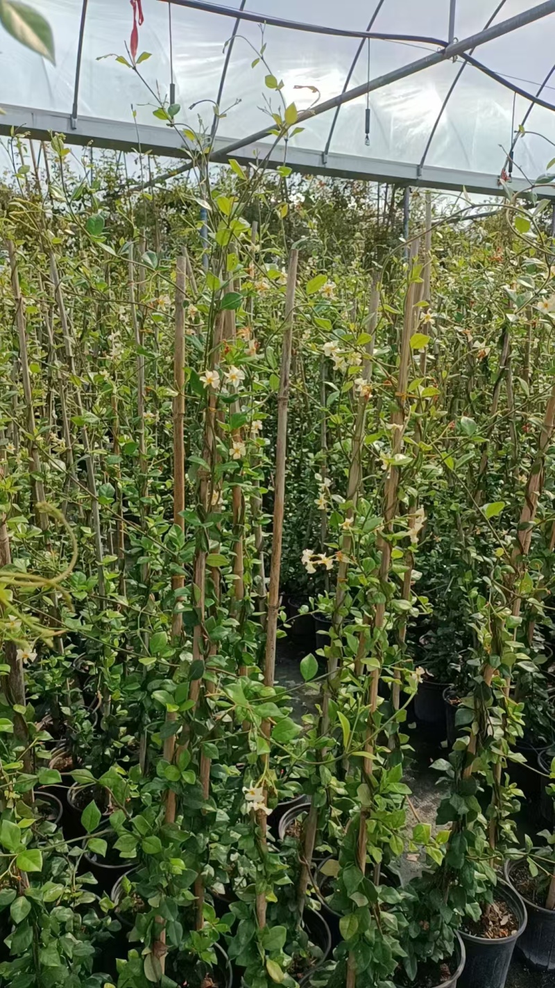 风车茉莉大苗庭院爬藤遮阳花架植物四季常青开花浓香耐寒
