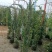风车茉莉大苗庭院爬藤遮阳花架植物四季常青开花浓香耐寒