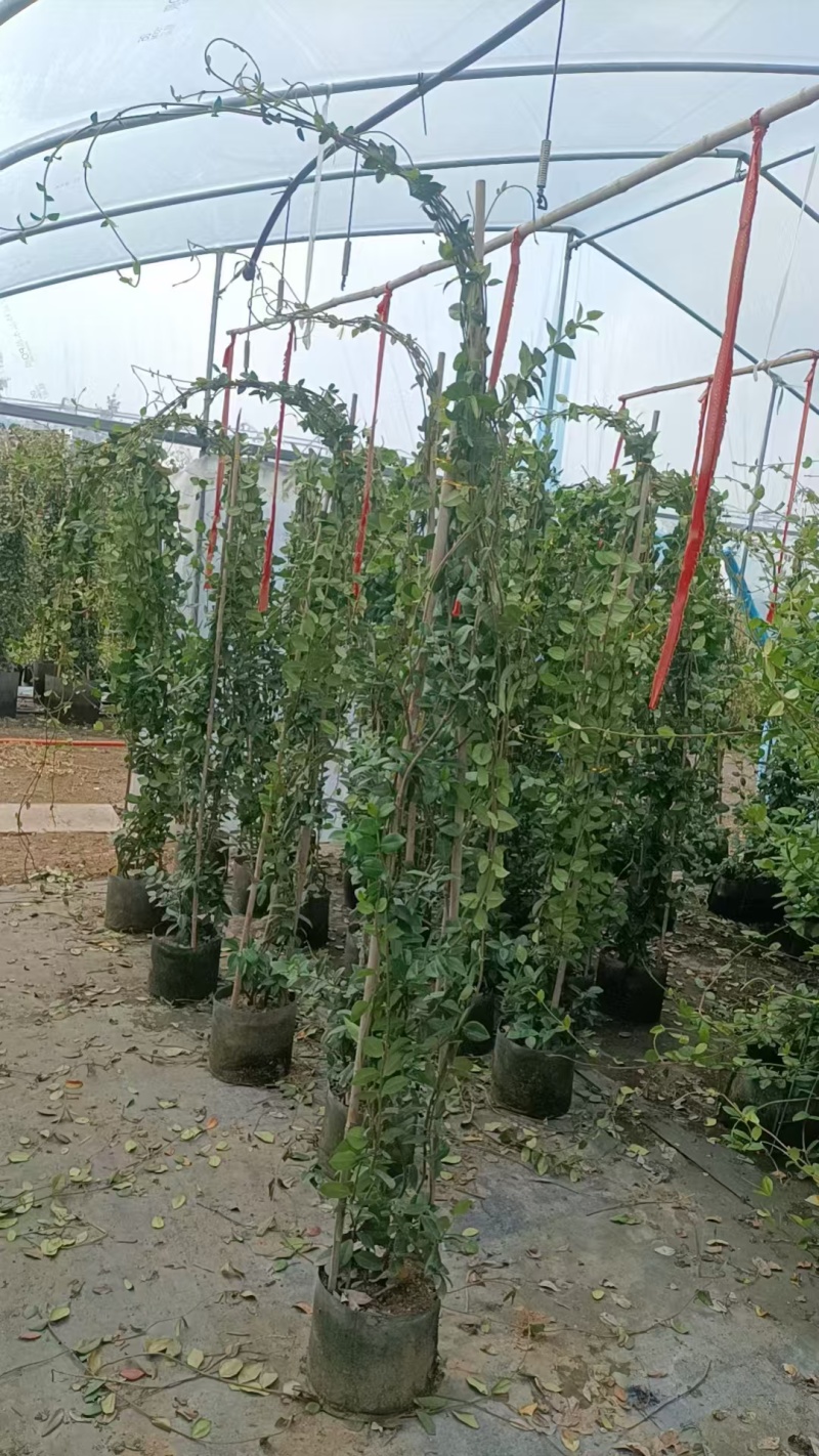 风车茉莉大苗庭院爬藤遮阳花架植物四季常青开花浓香耐寒