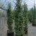风车茉莉大苗庭院爬藤遮阳花架植物四季常青开花浓香耐寒