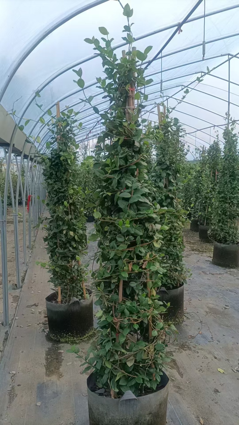 风车茉莉大苗庭院爬藤遮阳花架植物四季常青开花浓香耐寒