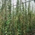 风车茉莉大苗庭院爬藤遮阳花架植物四季常青开花浓香耐寒