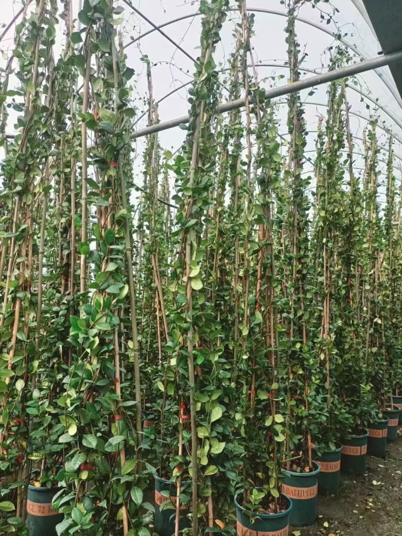 风车茉莉大苗庭院爬藤遮阳花架植物四季常青开花浓香耐寒