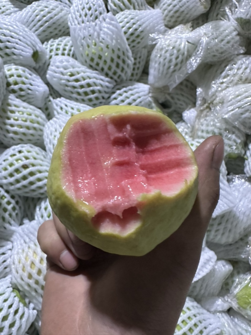 番石榴，芭乐源头直采，承接各种渠道订单