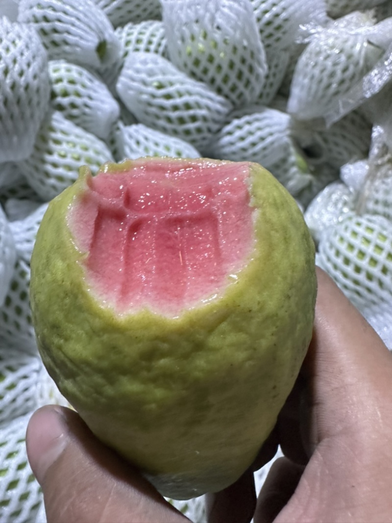 番石榴，芭乐源头直采，承接各种渠道订单