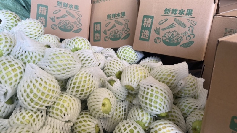 番石榴，红心芭乐精品果，长年供货商超电商团购美团
