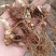大量出售华重楼块茎种苗品种好产量高可按斤卖