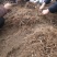 大量出售华重楼块茎种苗品种好产量高可按斤卖