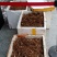 大量出售华重楼块茎种苗品种好产量高可按斤卖
