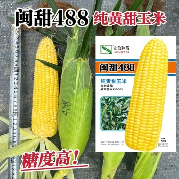 闽甜488黄甜玉米种子大棒高产超甜水果玉米种子甜玉米种子