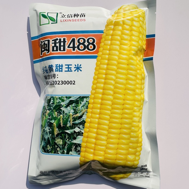 闽甜488黄甜玉米种子大棒高产超甜水果玉米种子甜玉米种子