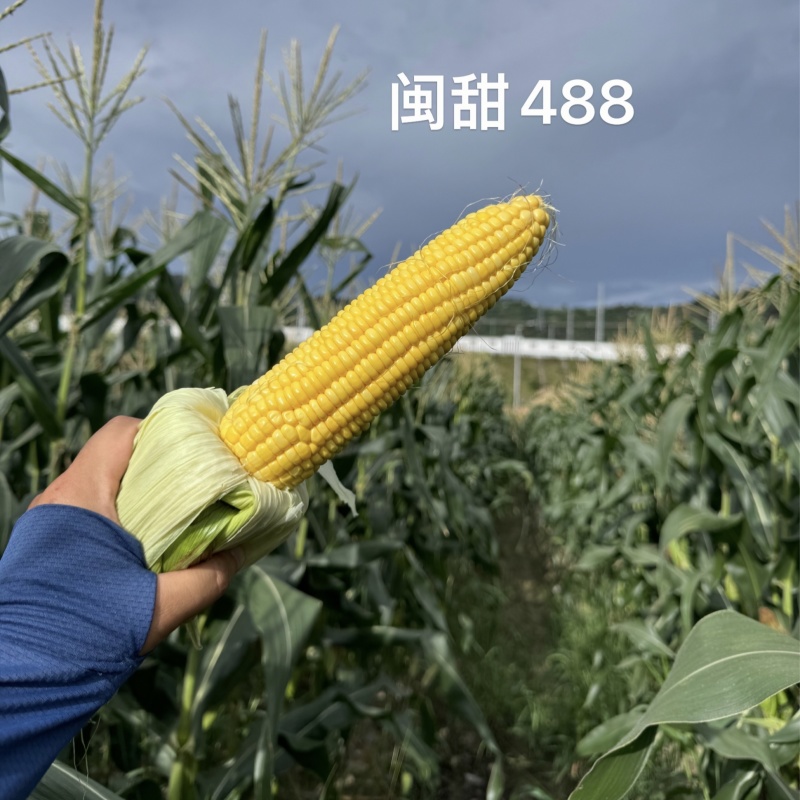 闽甜488黄甜玉米种子大棒高产超甜水果玉米种子甜玉米种子