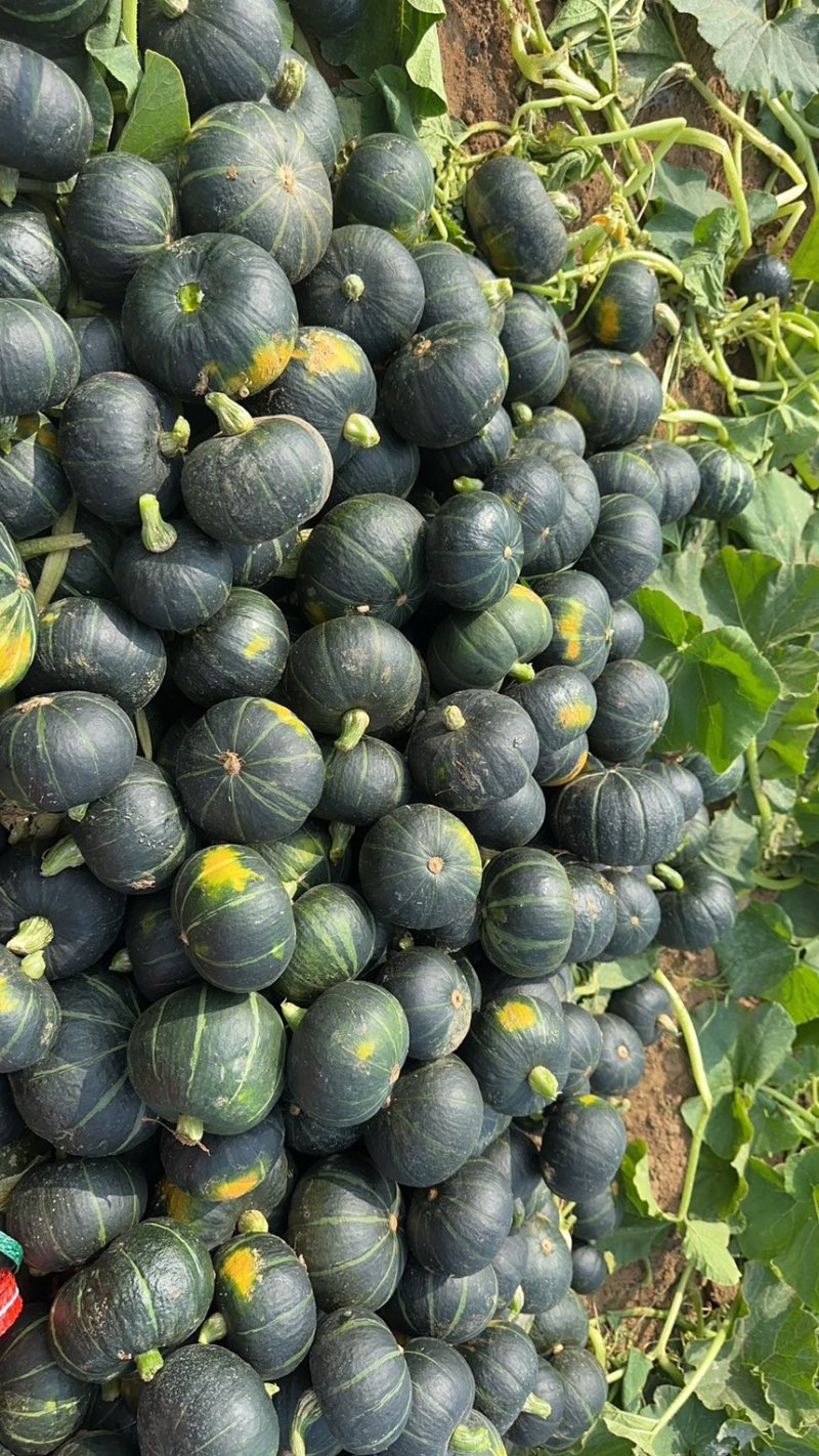贝贝南瓜大量接单，电商、食堂、工厂、大量有货，包粉