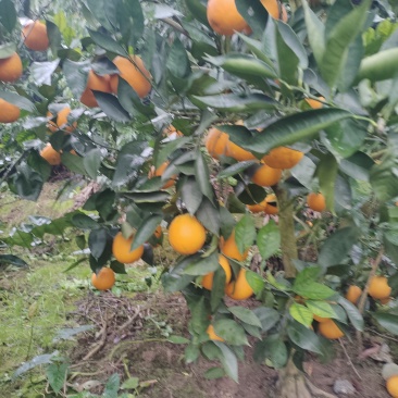 精品沃柑