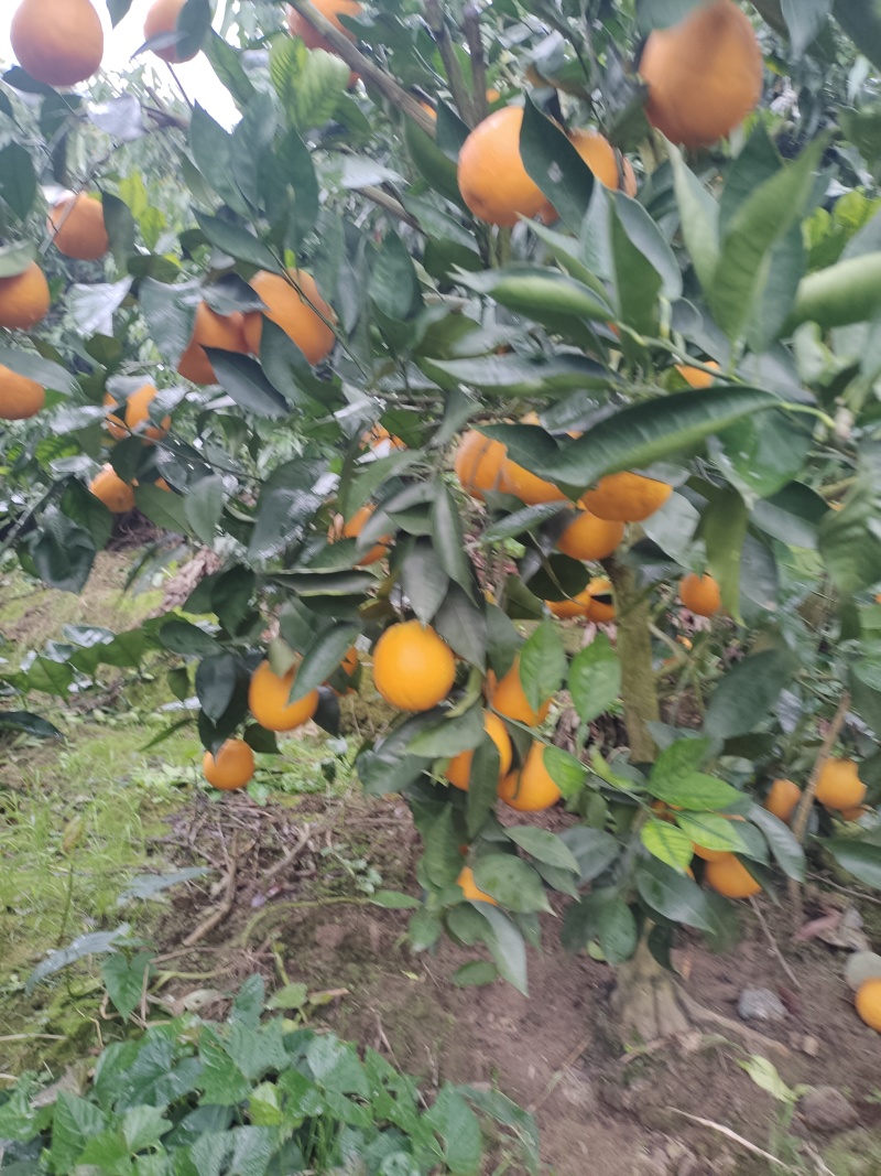 精品沃柑