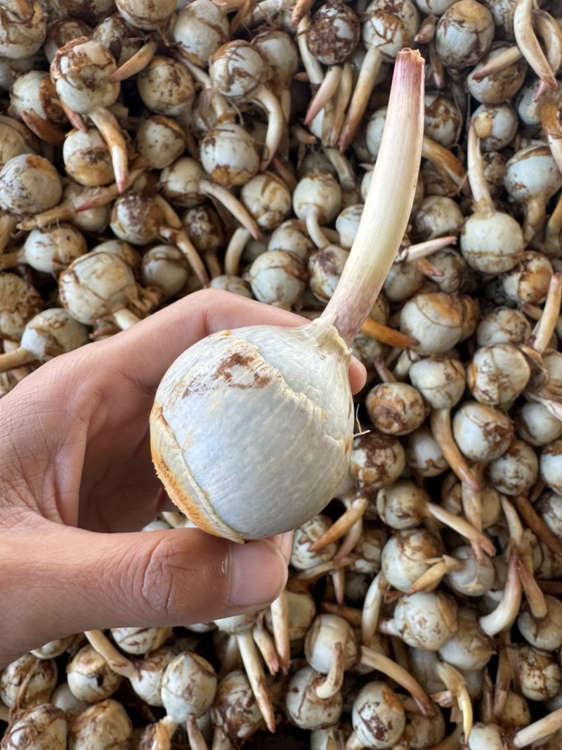 产地直销】云南慈姑大中小号茨菇一手货源全国发货欢迎咨询