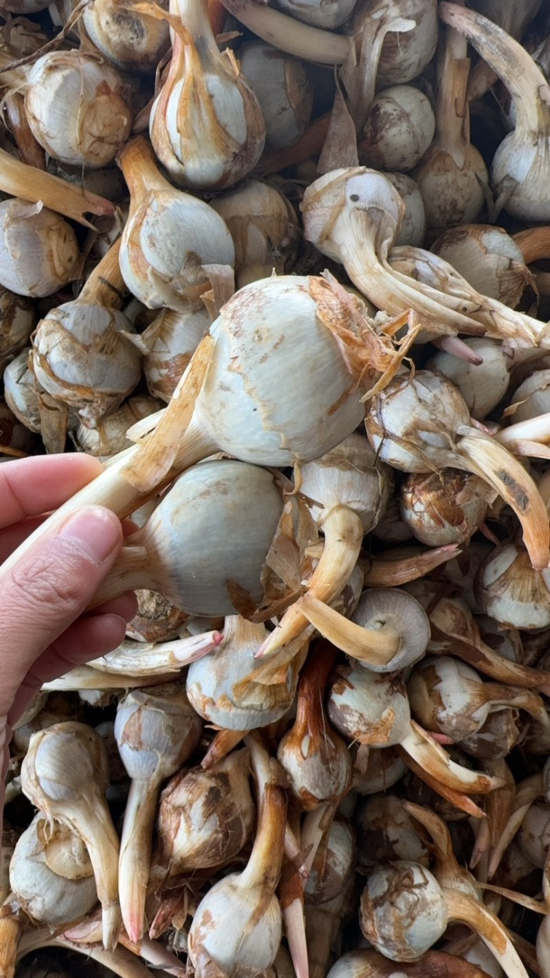 云南茨菇大中小慈菇冬次姑大量上市，货源稳定全国发货
