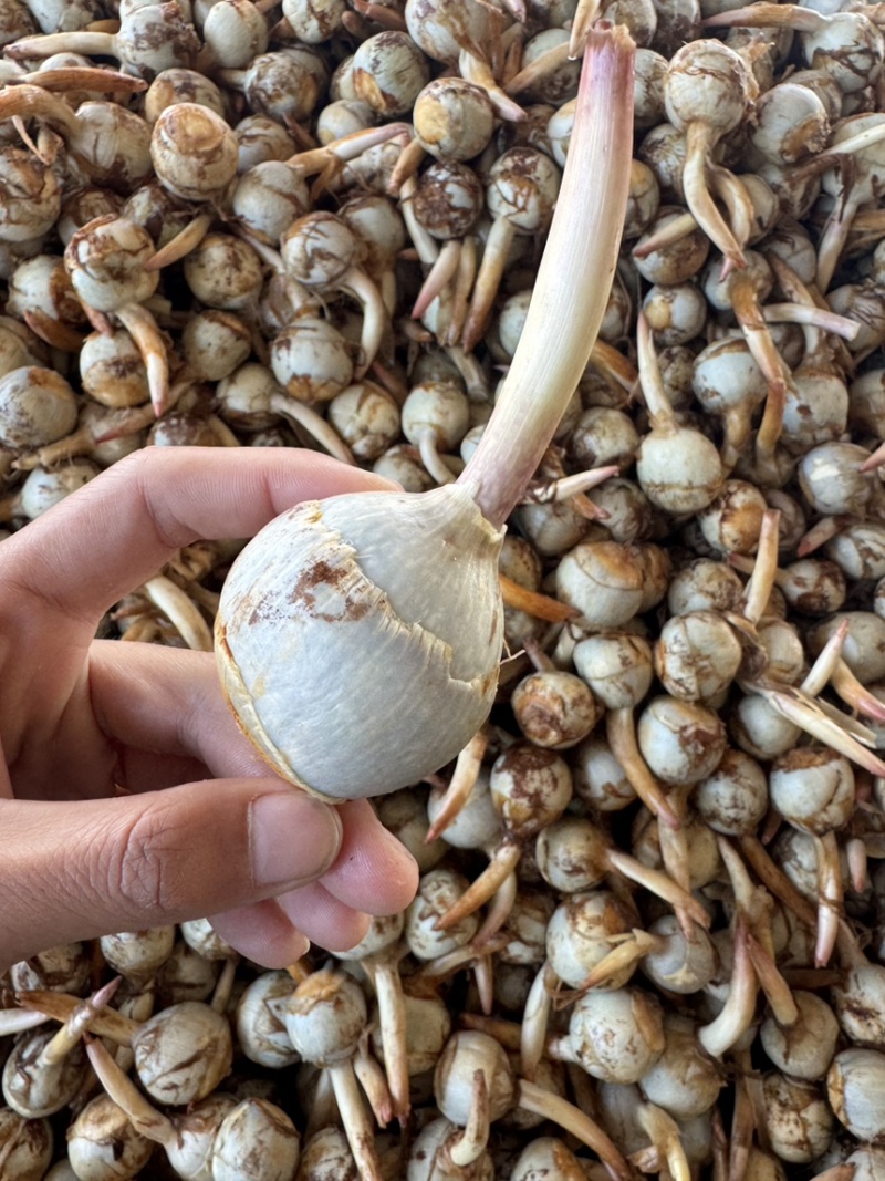 云南茨菇大中小慈菇冬次姑大量上市，货源稳定全国发货