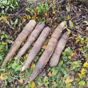 【黑鬼淮山药】广西柳州大量供应新鲜采挖欢迎致电咨询