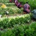 皇后芹菜种植基地，大棚种植，日供货3万斤，对接全国的客户