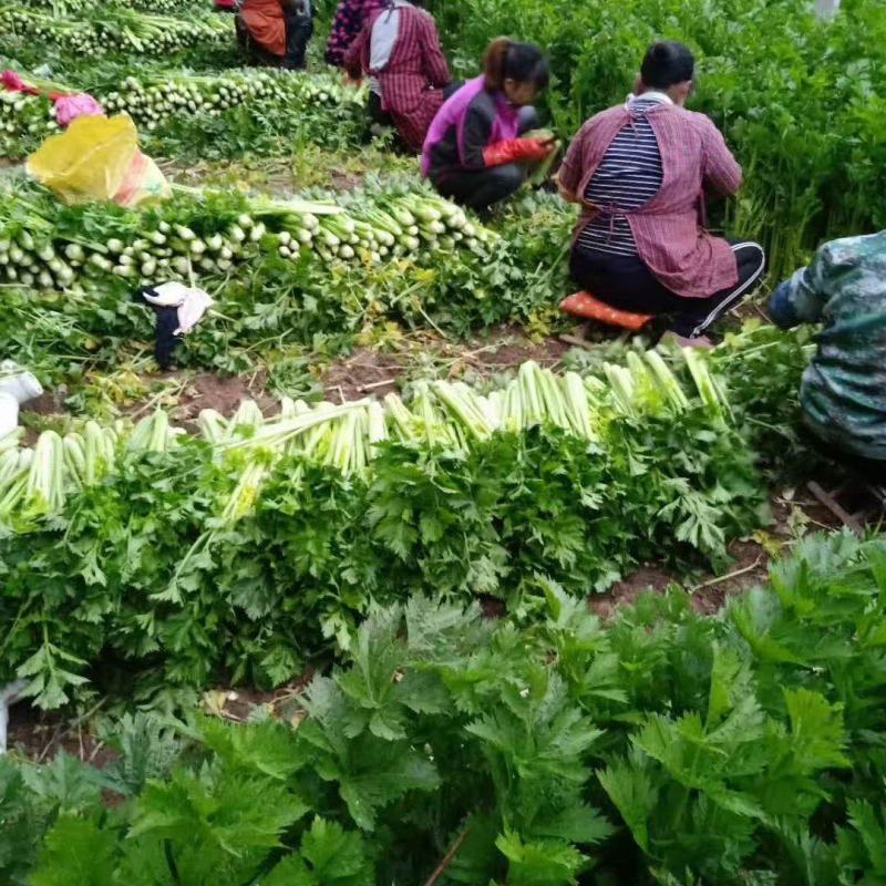 皇后芹菜种植基地，大棚种植，日供货3万斤，对接全国的客户