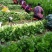 皇后芹菜种植基地，大棚种植，日供货3万斤，对接全国的客户