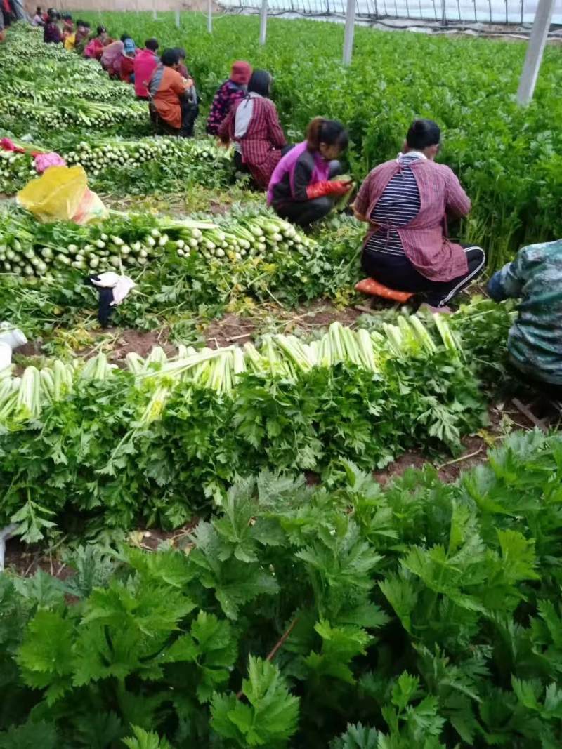 皇后芹菜种植基地，大棚种植，日供货3万斤，对接全国的客户