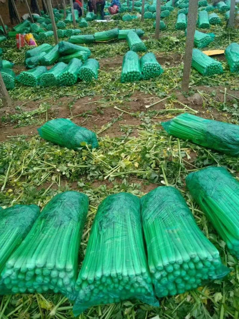 皇后芹菜种植基地，大棚种植，日供货3万斤，对接全国的客户