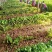 皇后芹菜种植基地，大棚种植，日供货3万斤，对接全国的客户